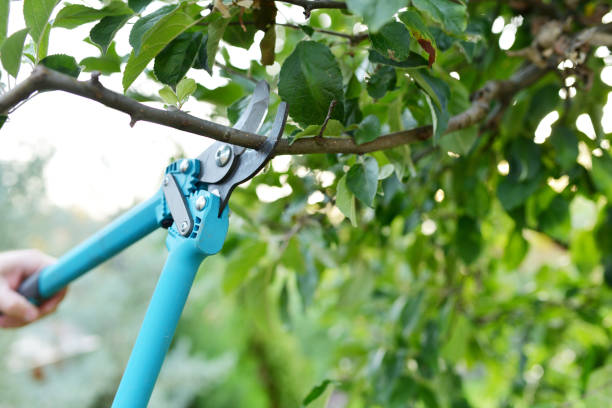 Best Tree Trimming Near Me  in Hudson, IL